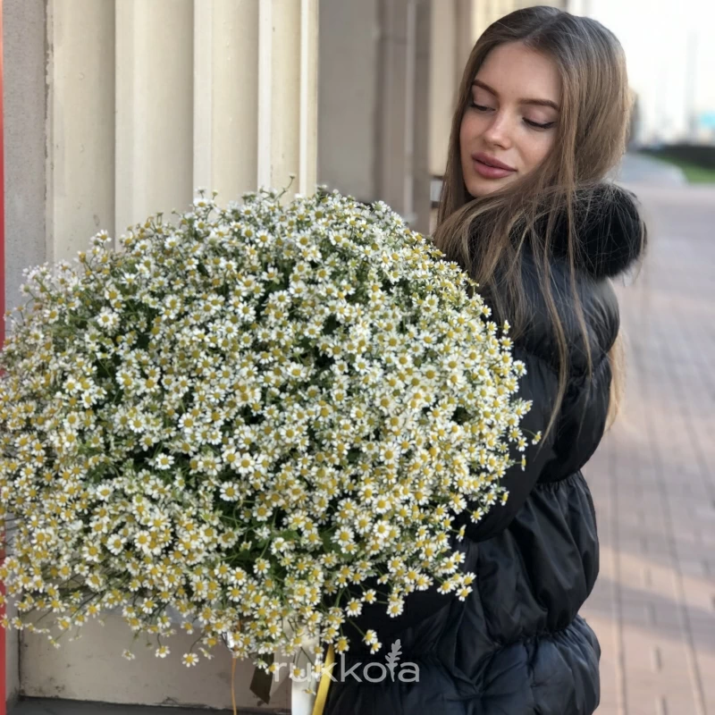 51 ромашка